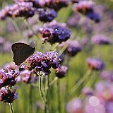 verveine 5